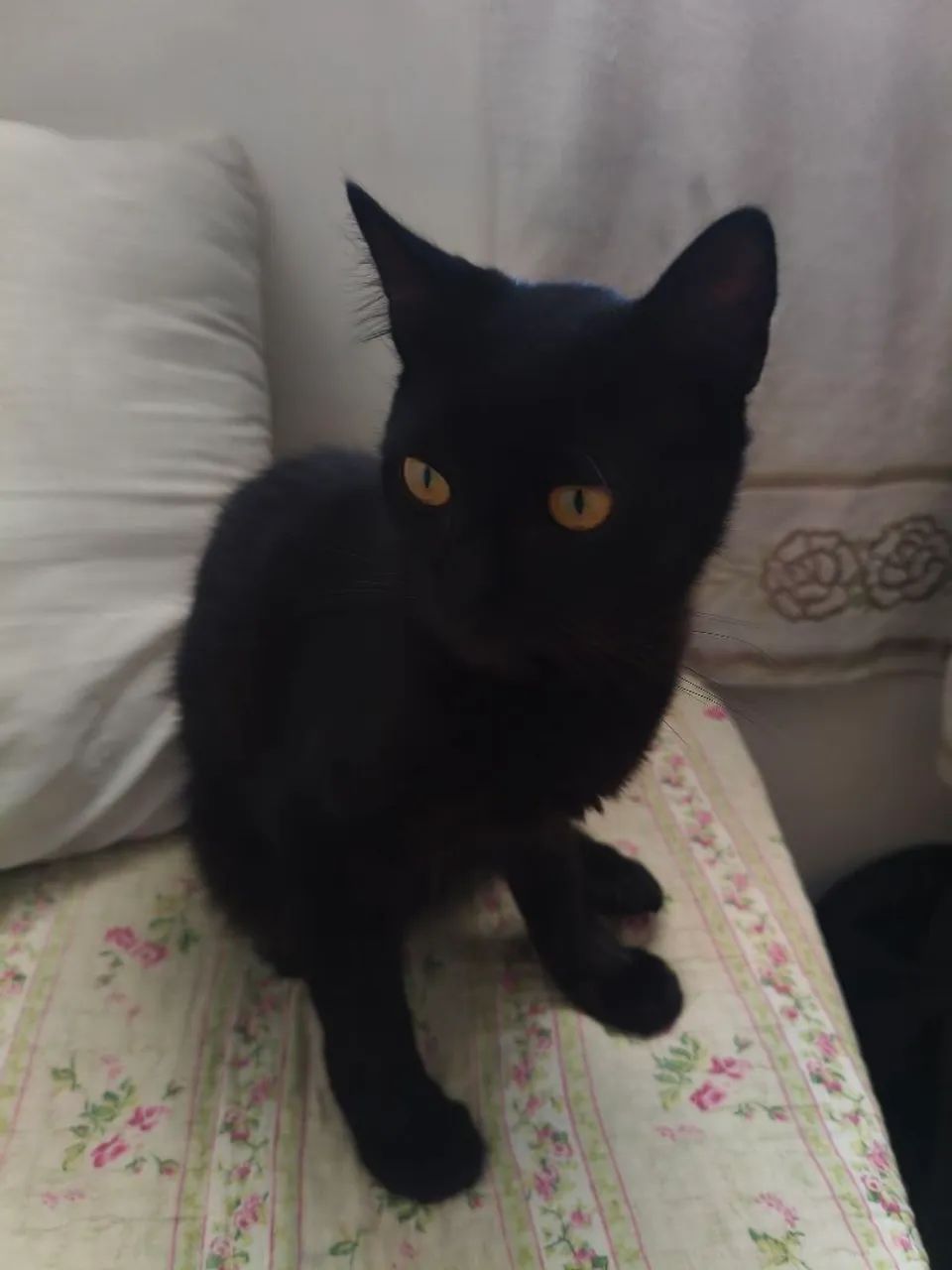 ? Doação de Gatinhos! ? - Foto 2