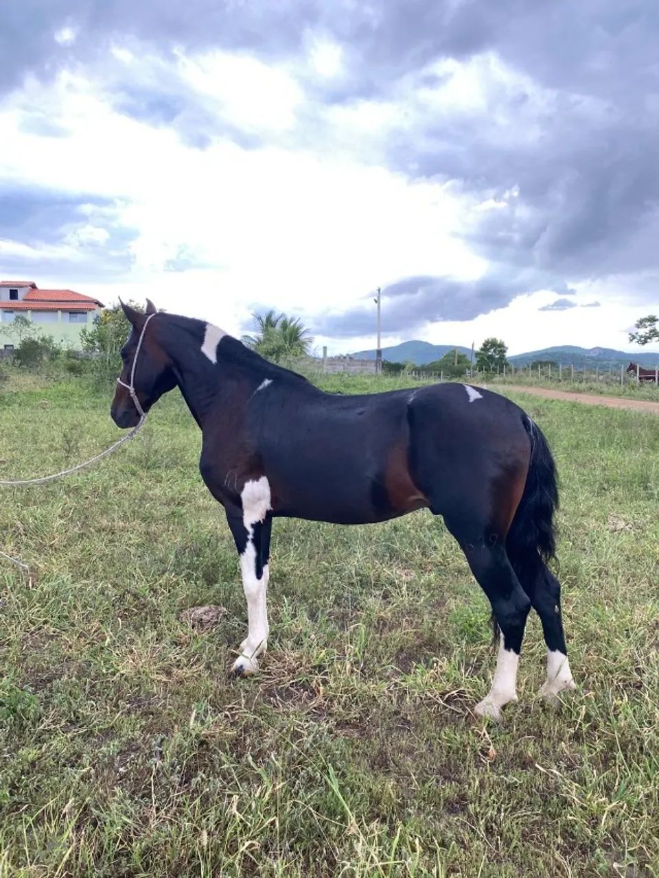 Cavalo Mangalarga Puro Pampa de Záino - Foto 2