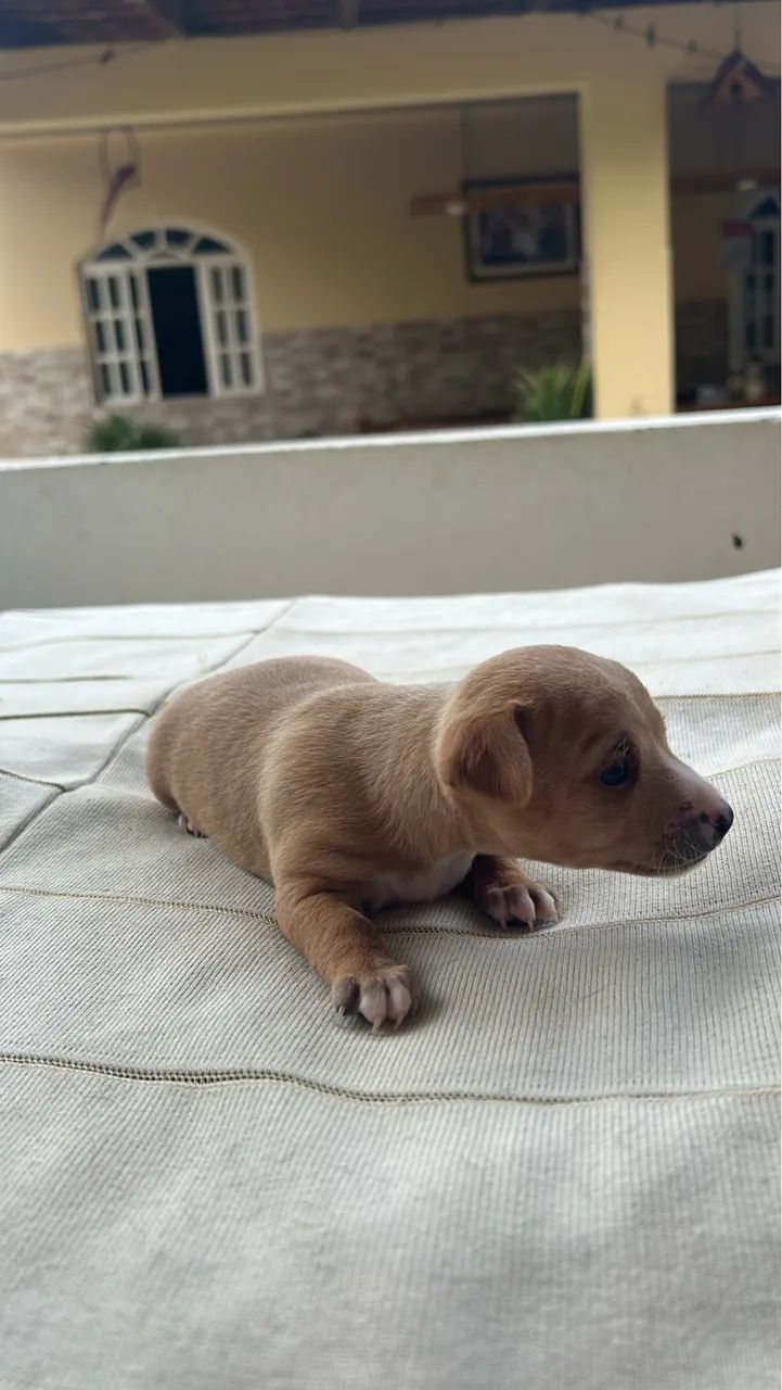 Vendo Pinscher 1  - Foto 3
