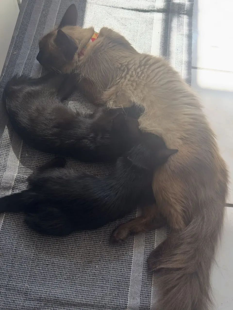 Hospedagem para Gatos - Foto 5
