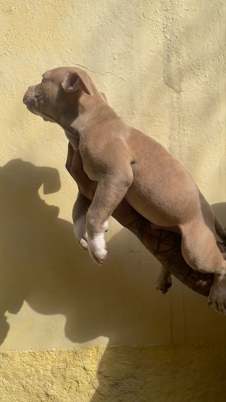 American Bully Pocket  - Foto 3