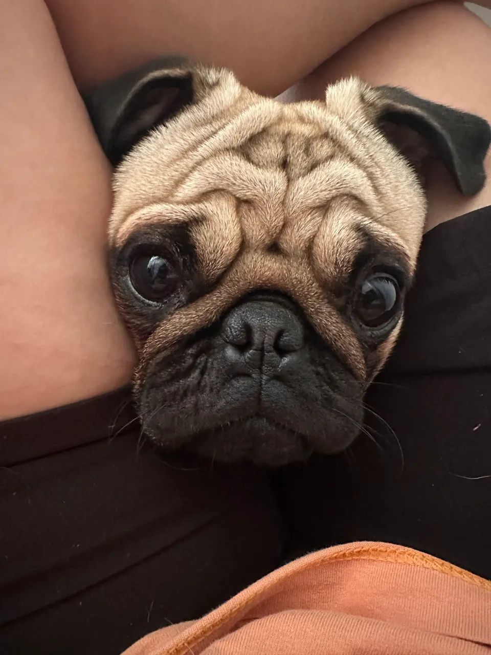 PUG PRA CRUZAR - Foto 4