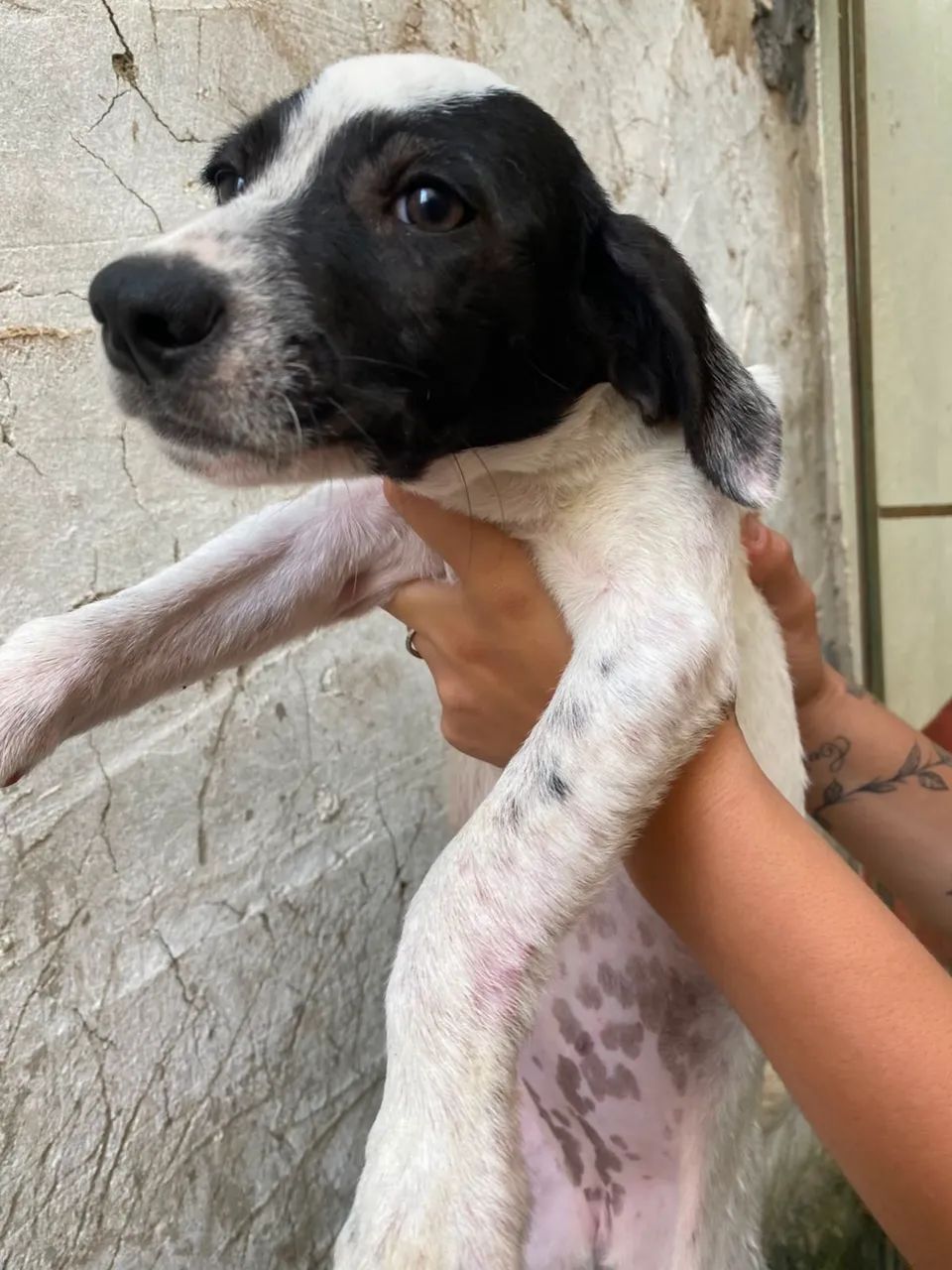 cachorros para adoção ! - Foto 2