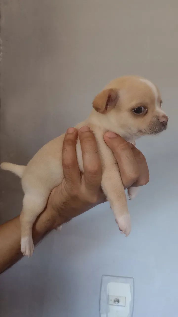 Chihuahua macho - Foto 5