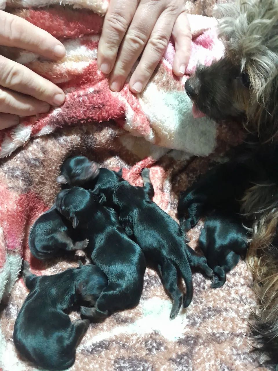 ninha de yorkshire pedree tão com dez dias  - Foto 5