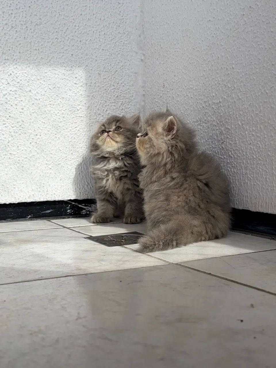 Gato persa macho - Foto 4