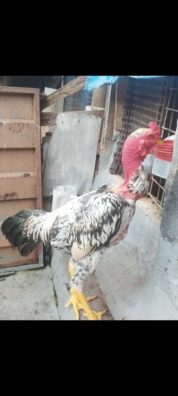 Galinha caipira 