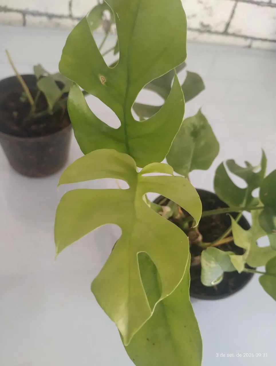 Planta Costela de Eva  - Foto 2