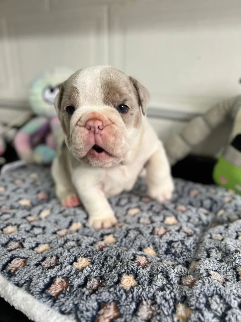 Bulldog inglês 