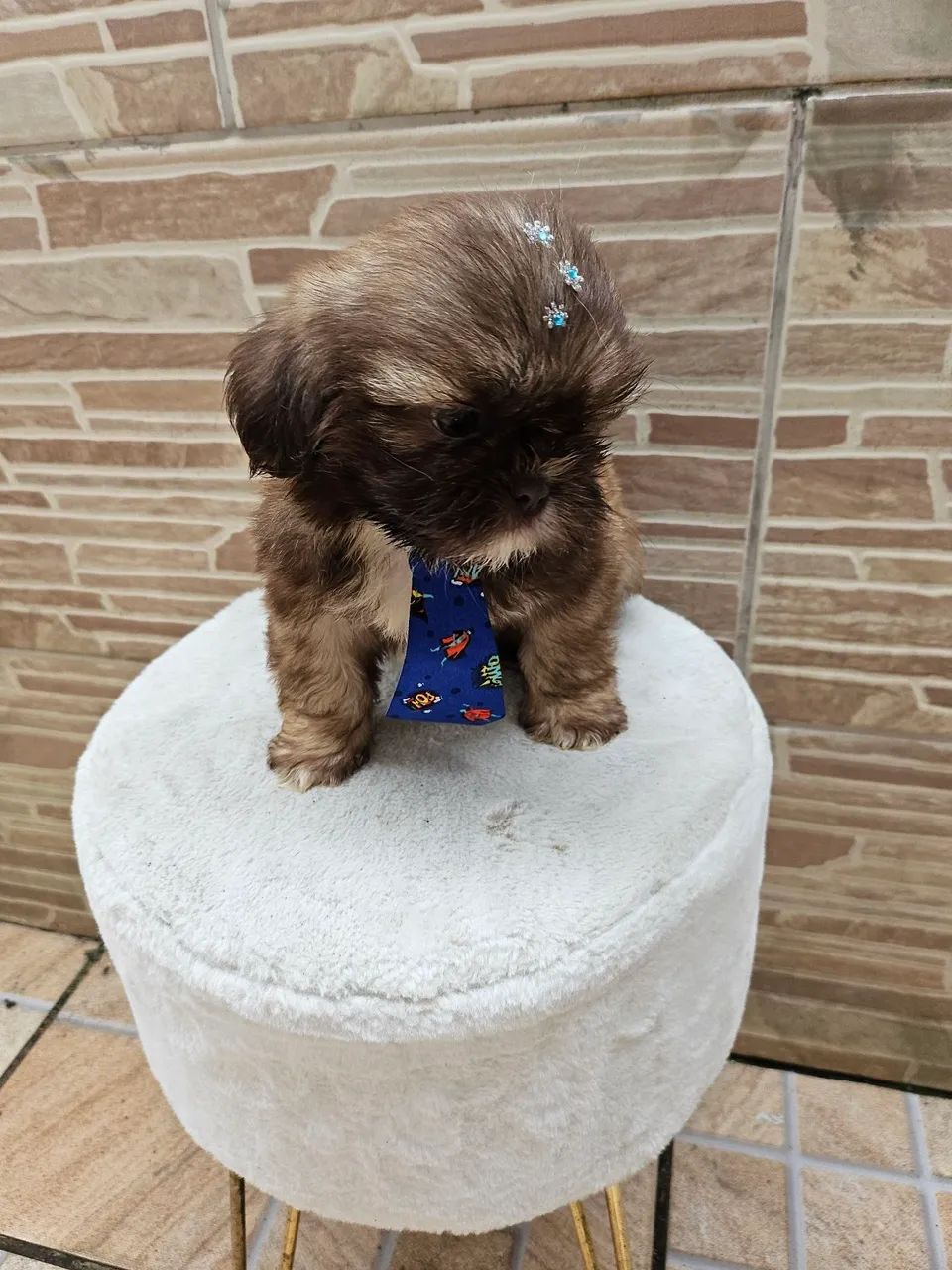 Shih Tzu 
