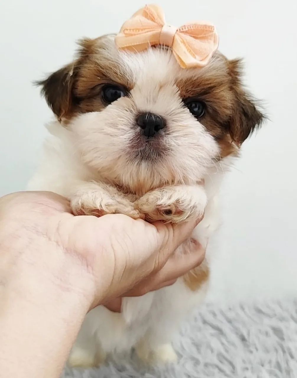 Shih tzu vendas Mini  - Foto 3
