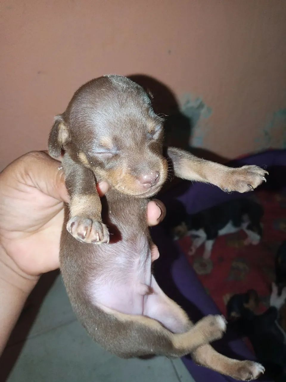  Cachorro da raça pinche  - Foto 3
