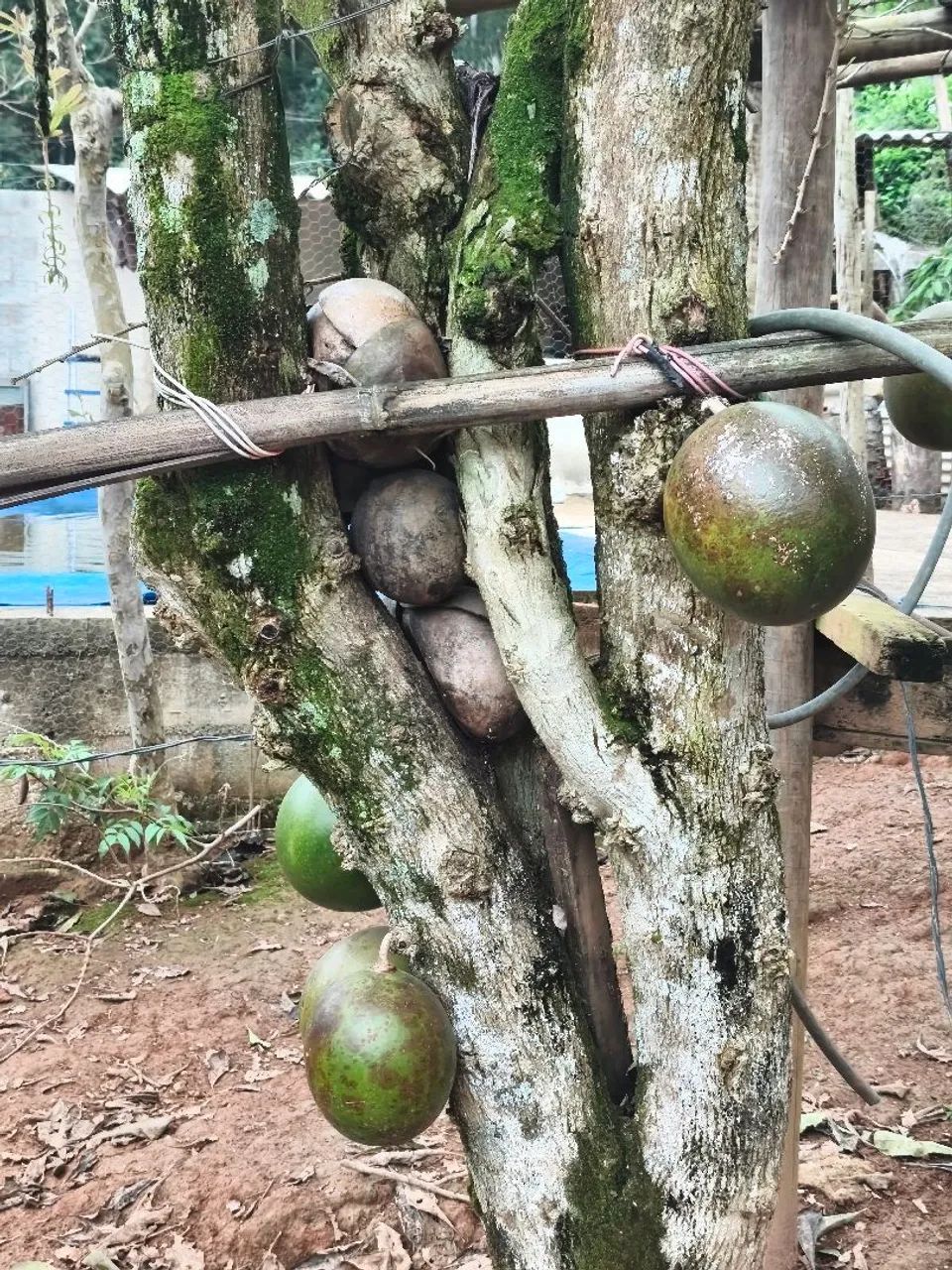 Fruta de cuia - Foto 3