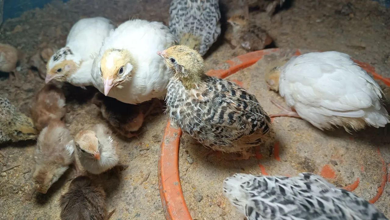 VIVEIRO PARA CODORNAS - Foto 4