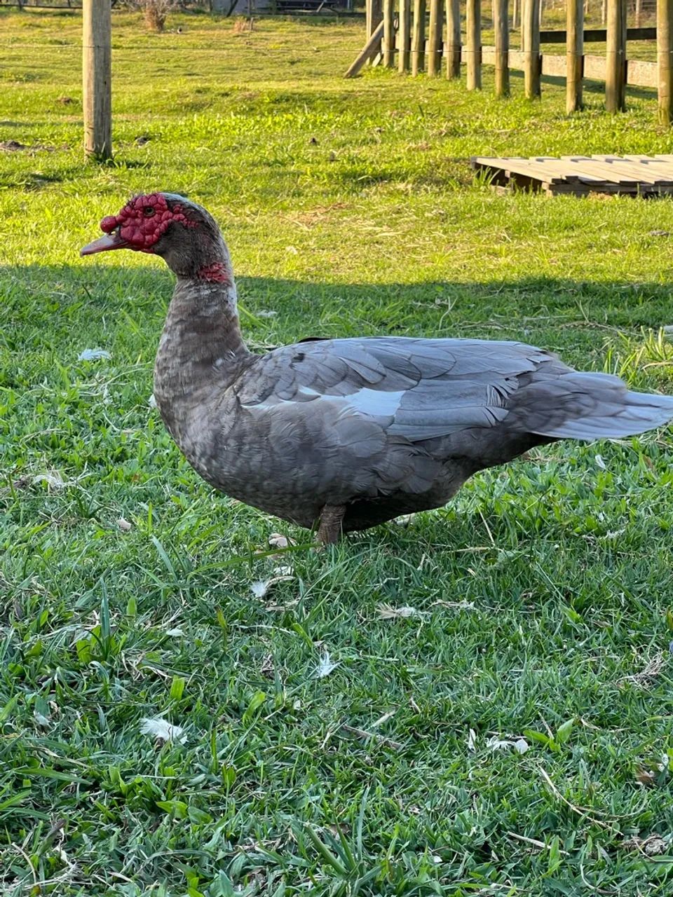Pato chocolate macho - Foto 4