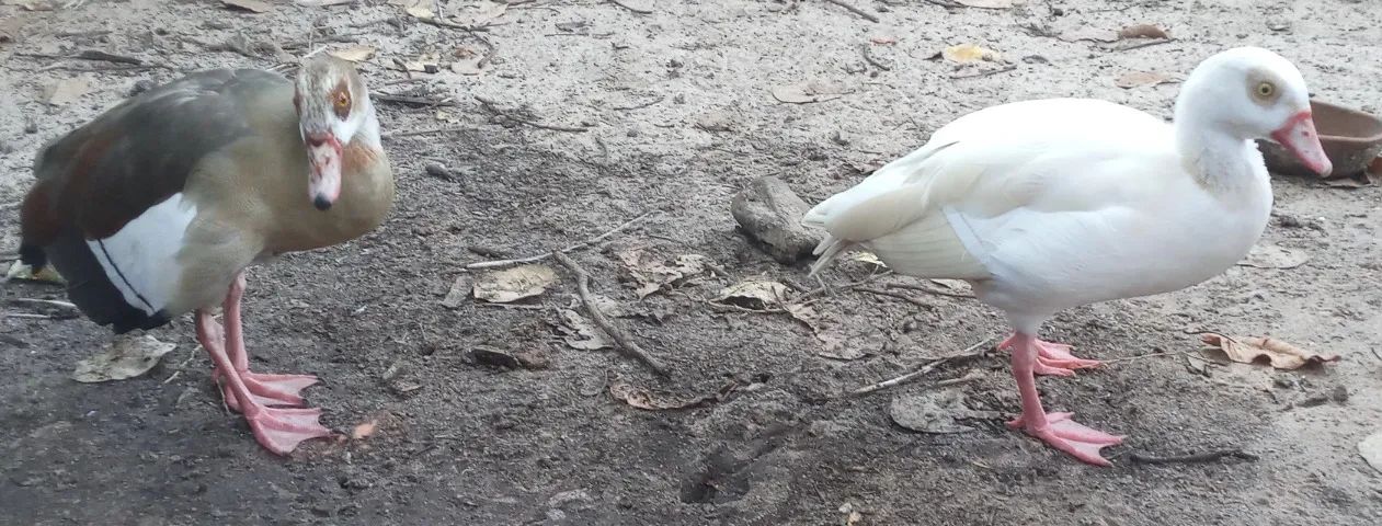 Gansos do Egito - Foto 4