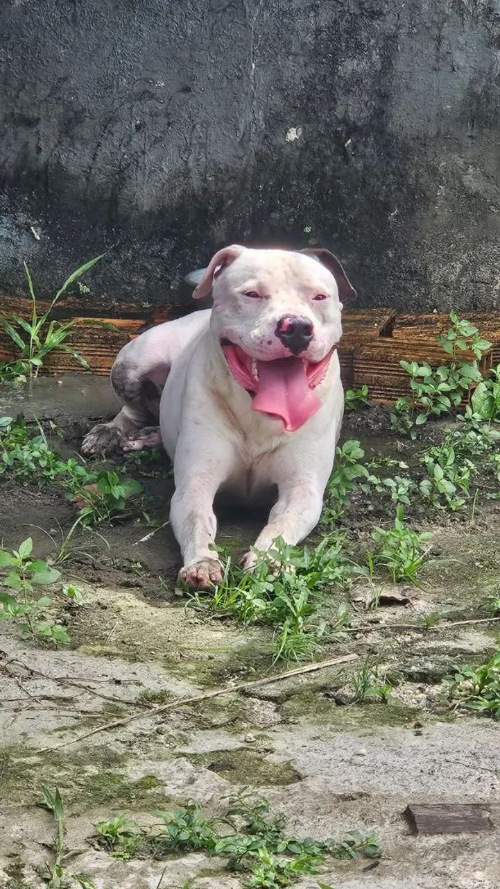Pitbull docil 1ano e 7 meses