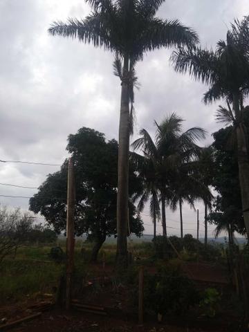 Palmeira