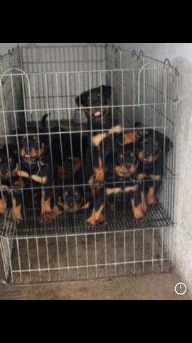 Filhotes de rottweilers