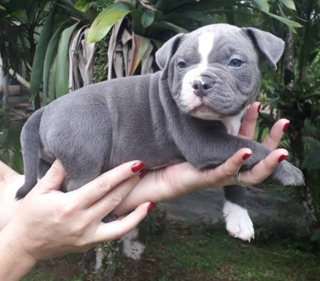 Filhotes de American Bully Pocket - Foto 4