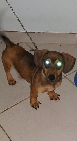 Basset vacinado