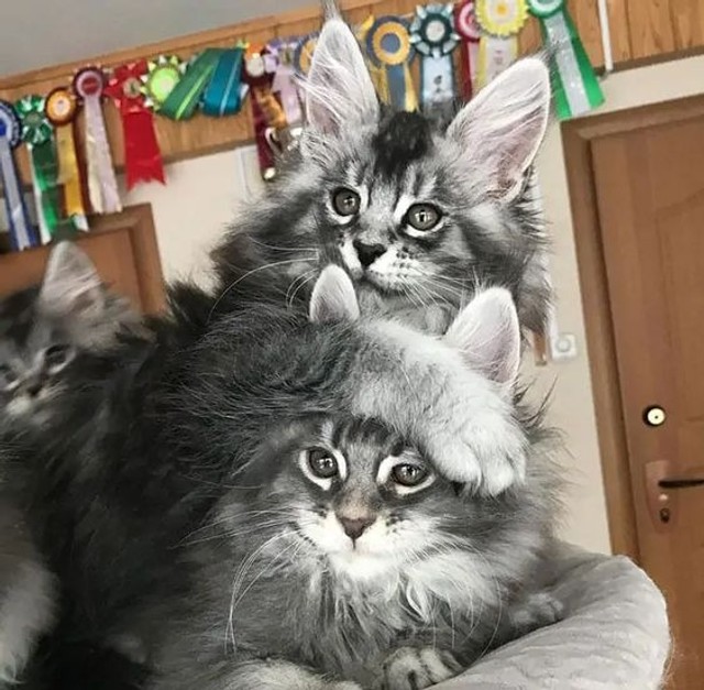 maine coon