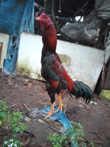 Frango dê raça 