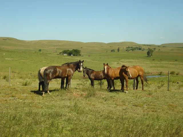 Alegrete, Estrada do Caverá, com 43 Hectares, Fazendinha ou Haras, banheiro de gado, banhe
