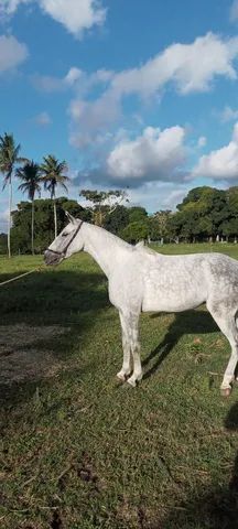 Egua de Picado genuíno 