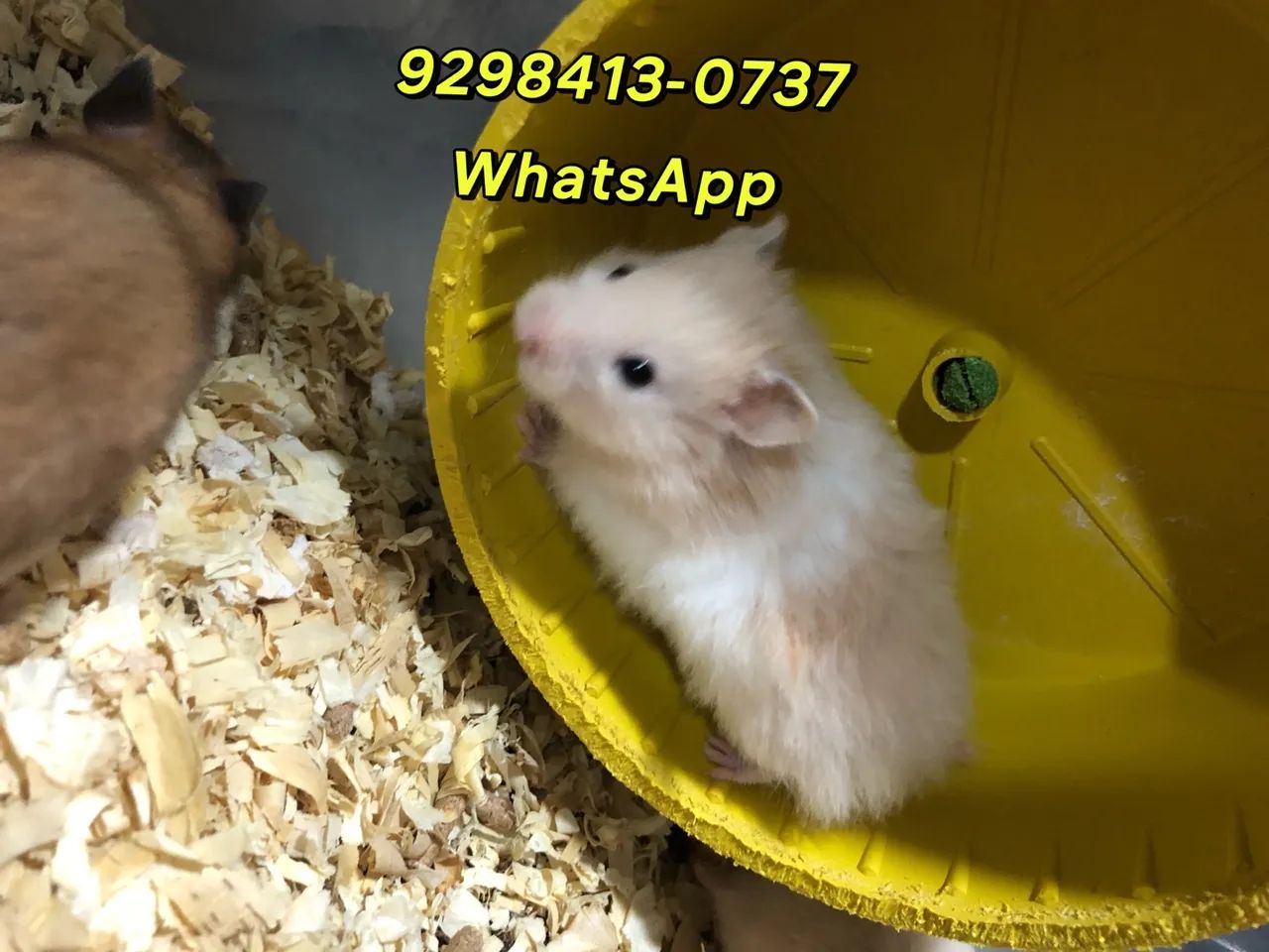 Hamster sírio 