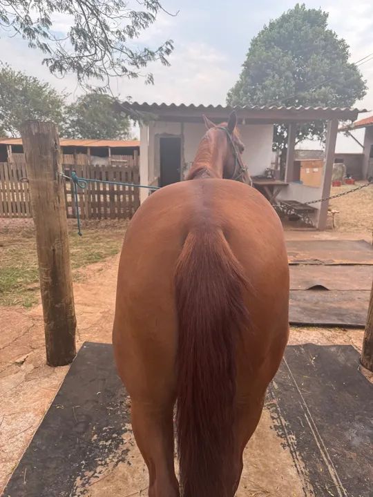 Vendo Quarto de milha - Foto 2