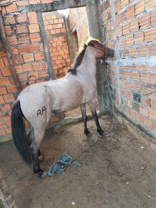 Potra Mangalarga Marchador - Foto 5