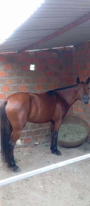 Cavalo. Égua mangalarga  - Foto 5