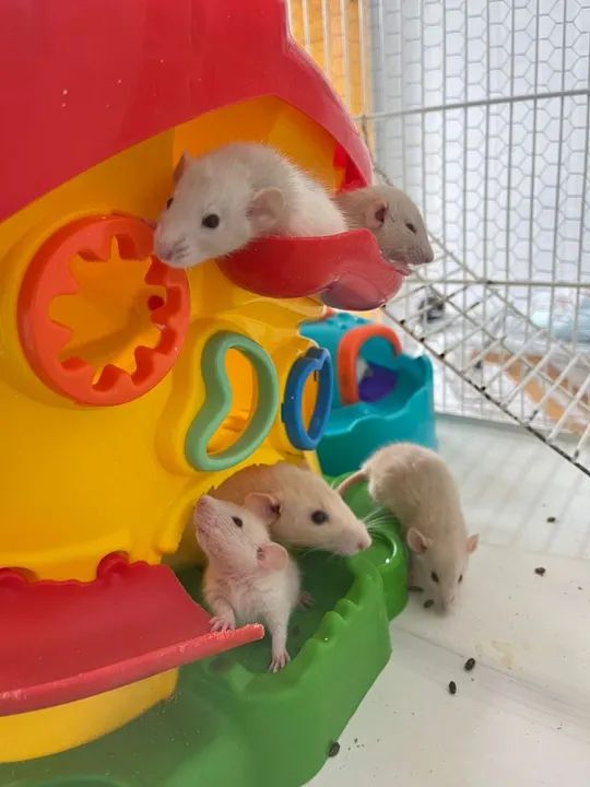 Adote um Rato Twister - Carinho e Companhia com Responsabilidade!