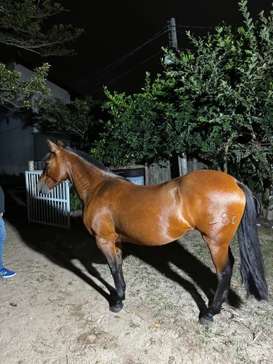 egua crioula  - Foto 6