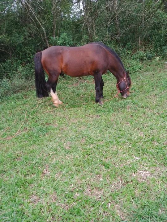 Cavalo crioulo - Foto 3