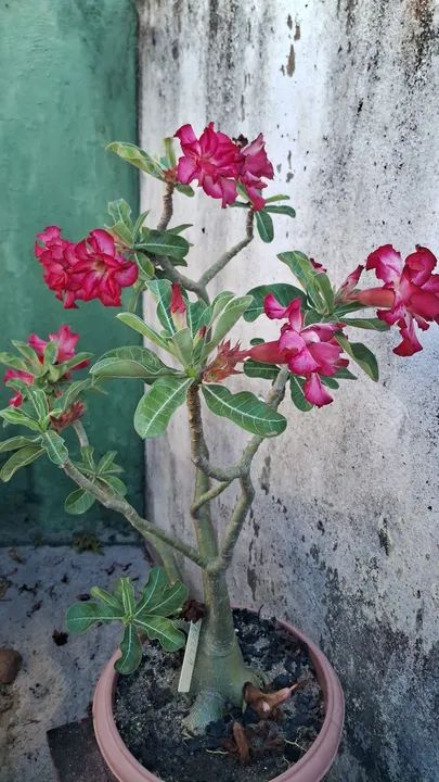 Adenium obesum - Rosa do Deserto - Foto 4