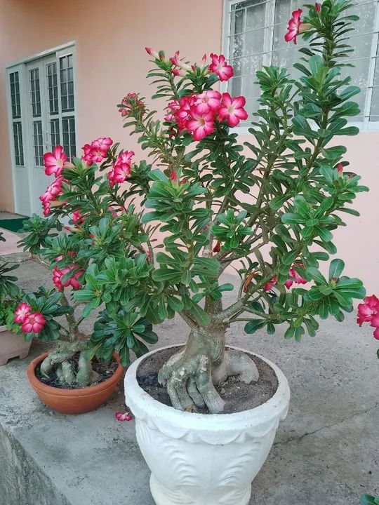 Muda de Adenium Obesum (Rosa do Deserto)