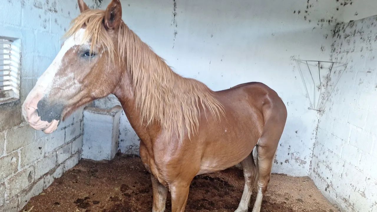 Paulista mineiro macha picada  - Foto 2