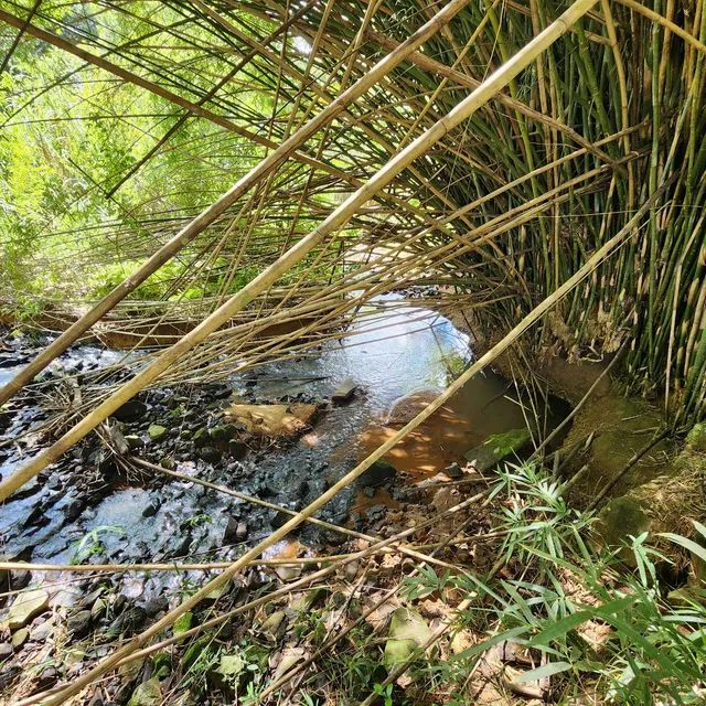 Lindo Sítio 3 hectares Santa Bárbara - Foto 12