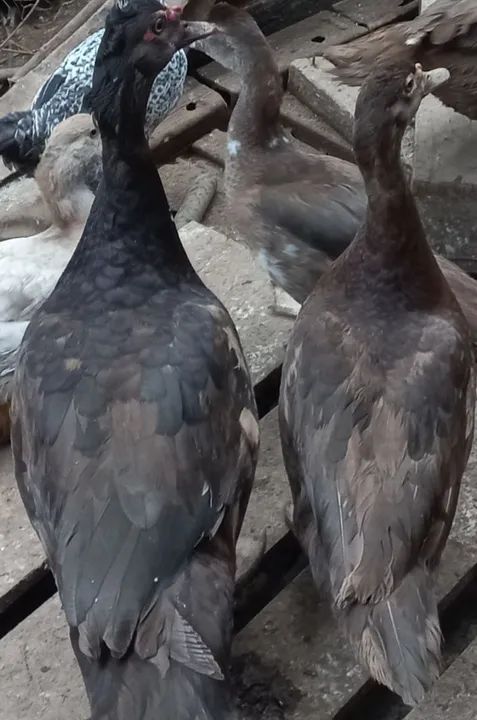 FILHOTES DE PATO CHOCOLATE  - Foto 6