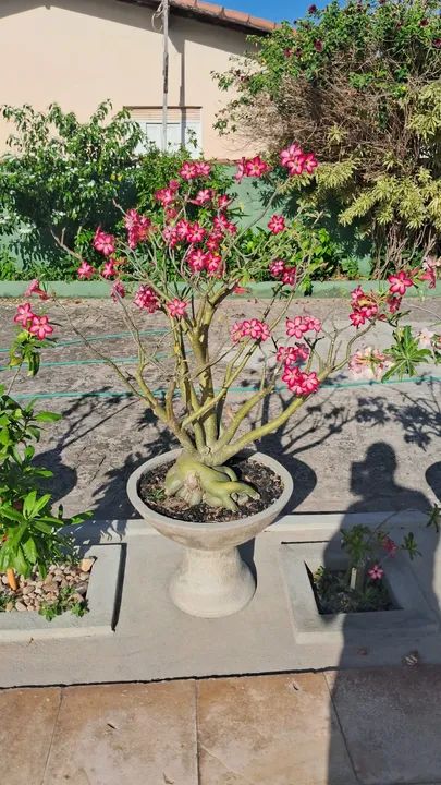 Adenium obesum - Rosa do Deserto