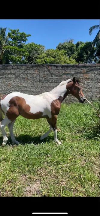 Potro Paint Horse - 9 meses