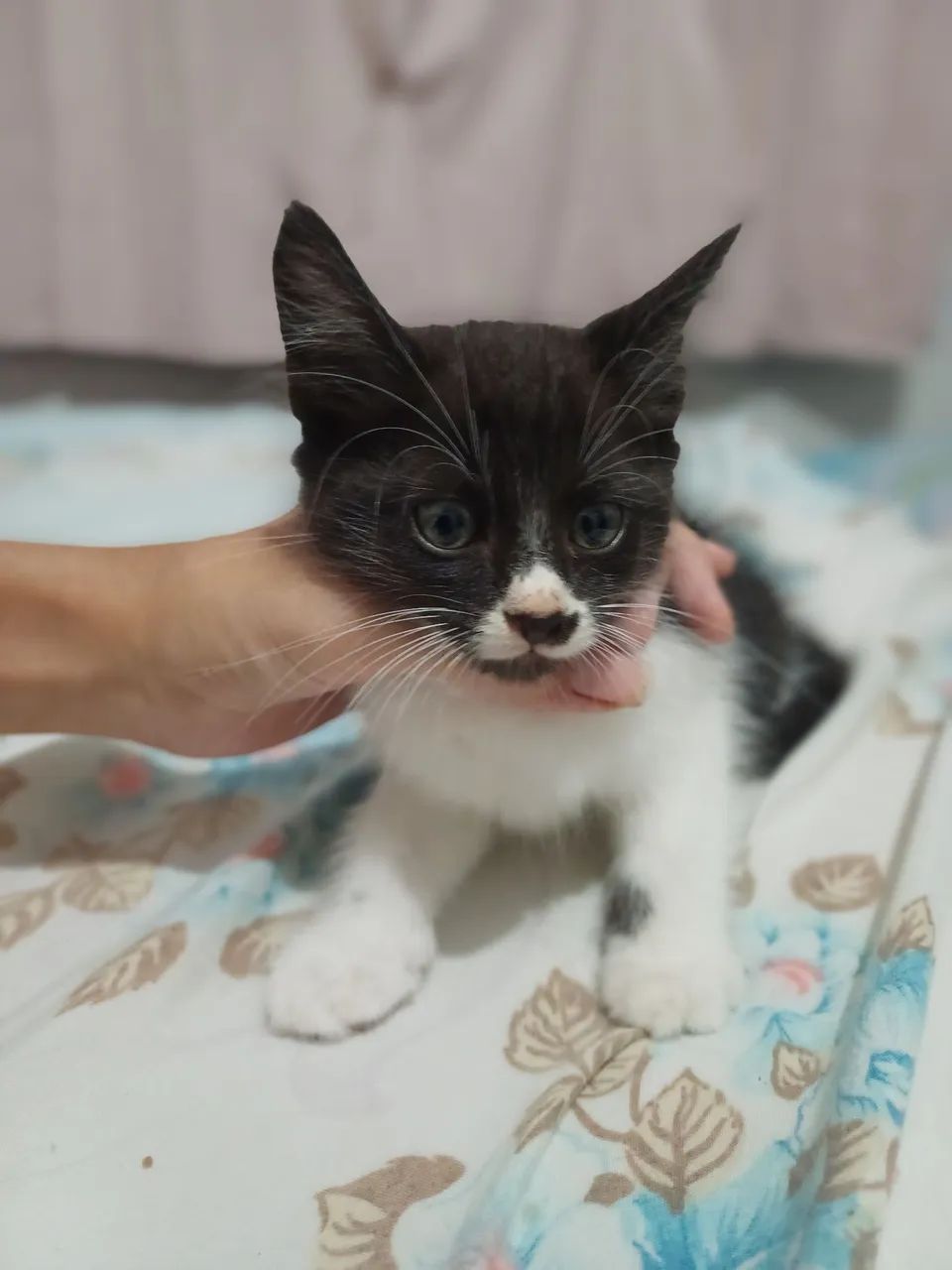 Gatinhos novinhos com 2 meses  - Foto 5