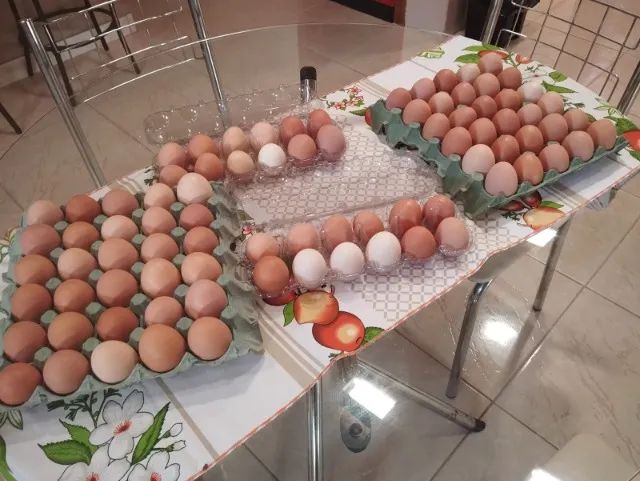Ovos de  galinha caipira, no qual as galinhas são criadas soltas