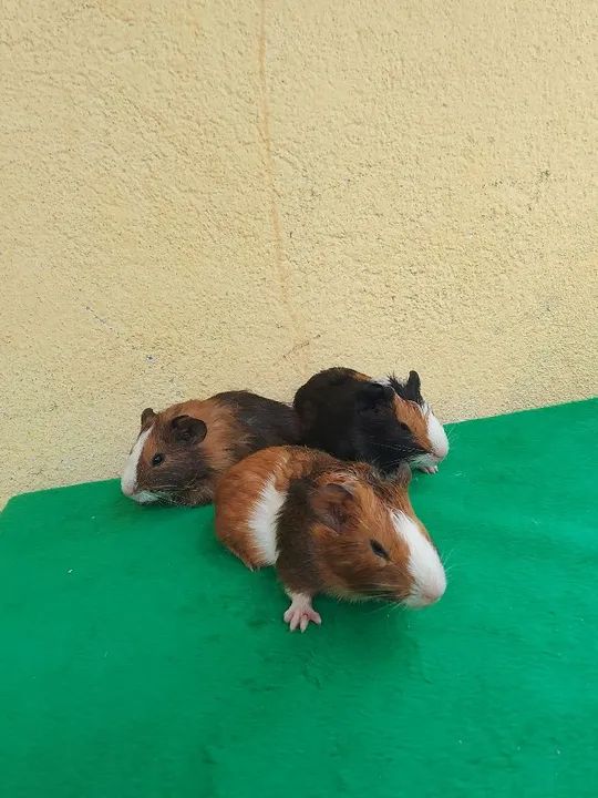 Porquinhos da índia 