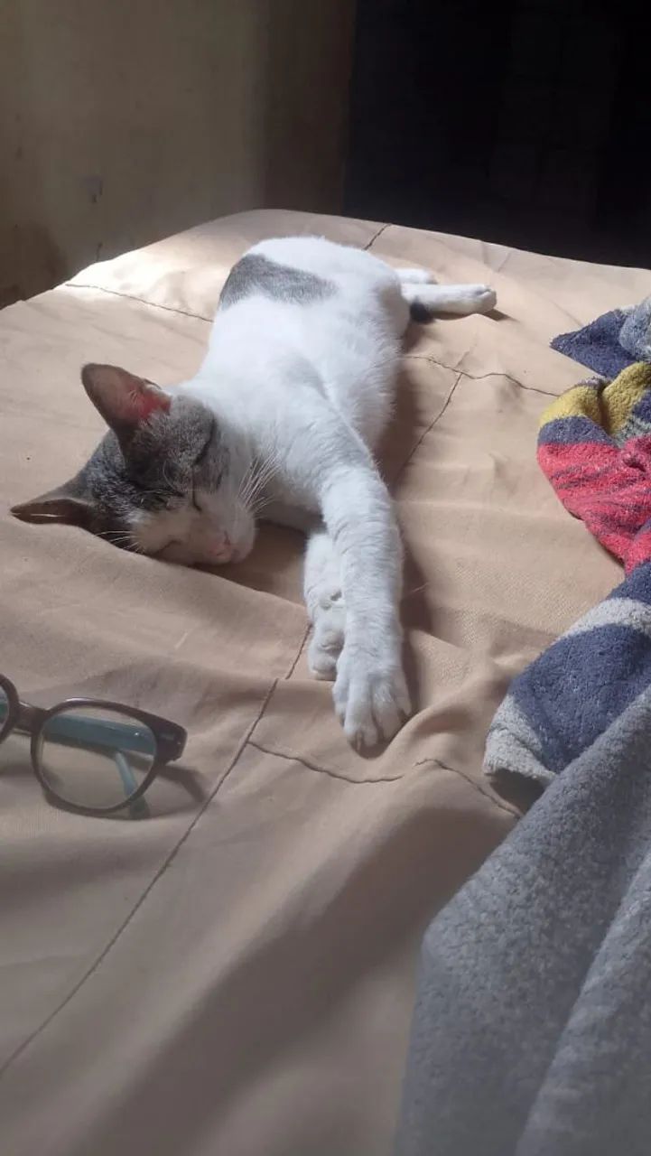 Gatos fofinhos para doar.