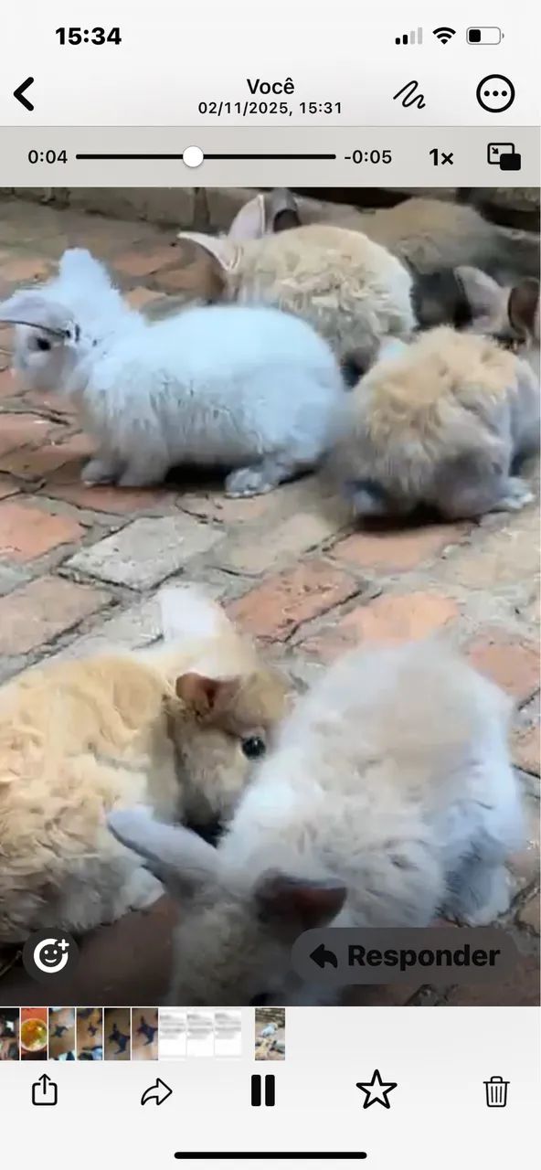 Coelhinhos64276693945603120