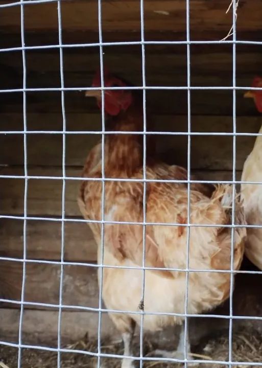 Galinha Brahma Gigante, galinha Isa Brow,galinha poedeira  - Foto 2