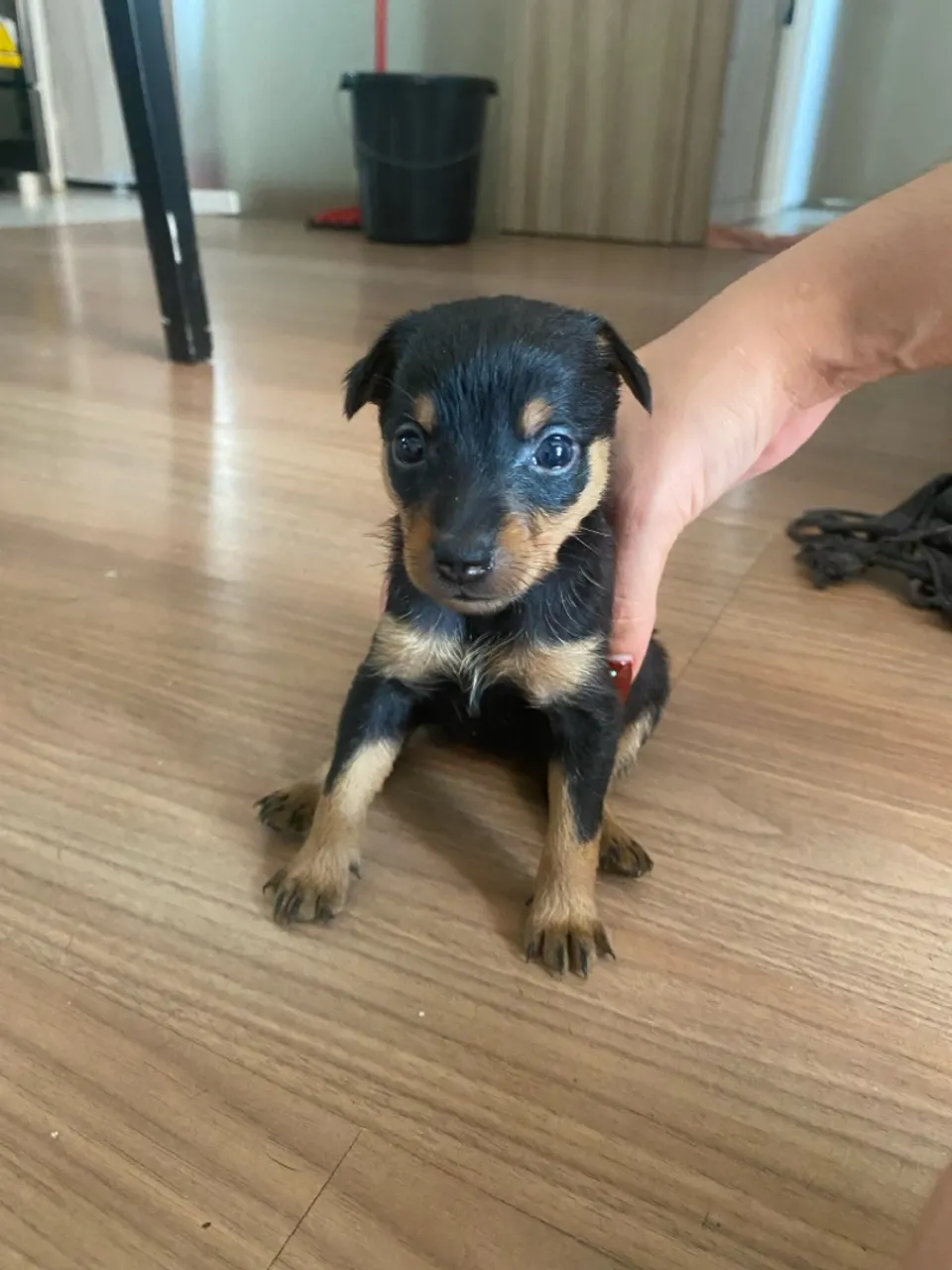 Pinscher nº1